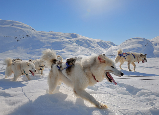De sledehonden van Ilulissat